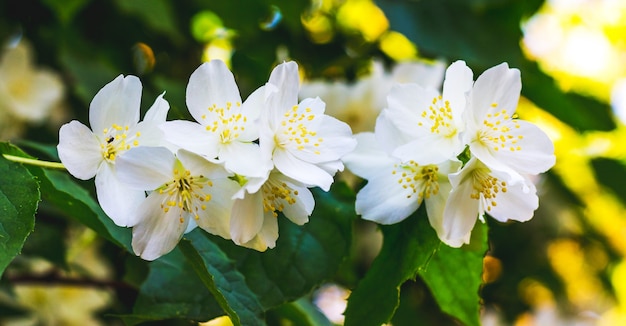 Jasminbusch mit weißen Blüten bei sonnigem Wetter