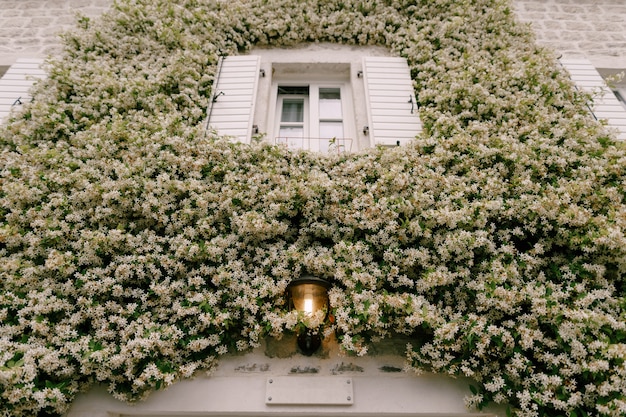 Jasmine rollte sich an der Wand an einem Fenster mit offenen Fensterläden und einer Straßenlaterne zusammen.