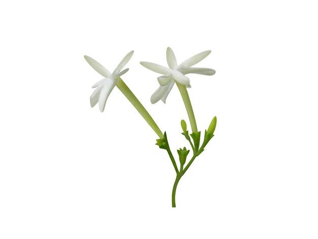 Jasminum auriculatum oder Yuthika enthält ätherisches Öl in den Blüten