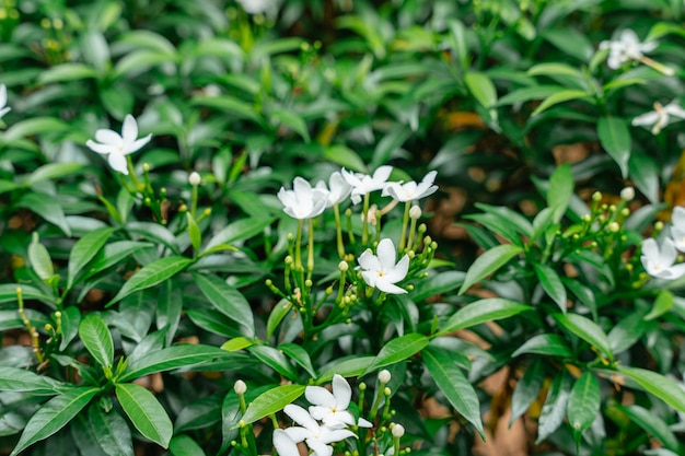 Jasminum sambac Arabischer Jasmin oder Sambac-Jasmin ist eine im tropischen Asien beheimatete Jasminart