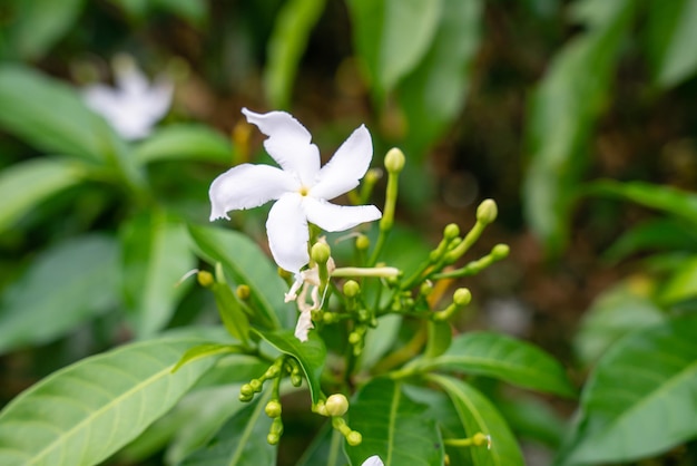 Jasminum sambac Arabischer Jasmin oder Sambac-Jasmin