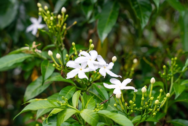 Jasminum sambac Arabischer Jasmin oder Sambac-Jasmin