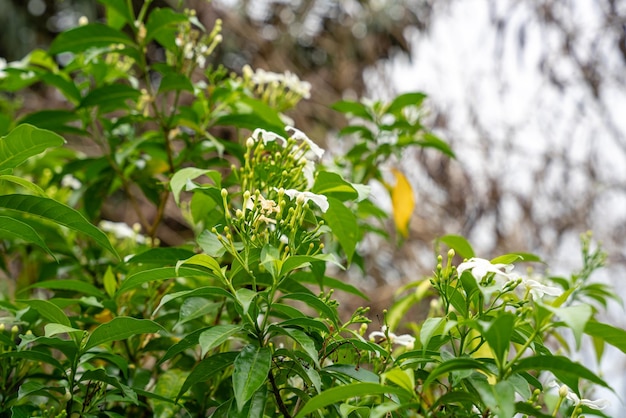 Jasminum sambac Arabischer Jasmin oder Sambac-Jasmin