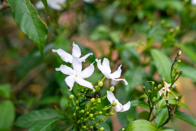 Jasminum sambac Arabischer Jasmin oder Sambac-Jasmin