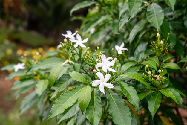 Jasminum sambac jasmim árabe ou jasmim Sambac