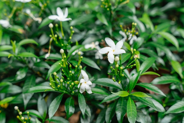 Jasminum sambac O jasmim árabe ou jasmim Sambac é uma espécie de jasmim nativa da Ásia tropical