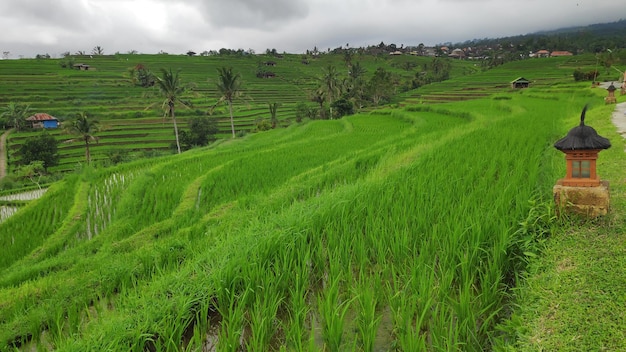 Jatiluwih-Reisterrasse mit sonnigem Tag in Ubud Bali