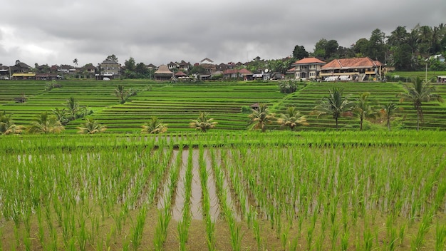 Jatiluwih-Reisterrasse mit sonnigem Tag in Ubud Bali