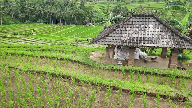 Jatiluwih-Reisterrasse mit sonnigem Tag in Ubud Bali