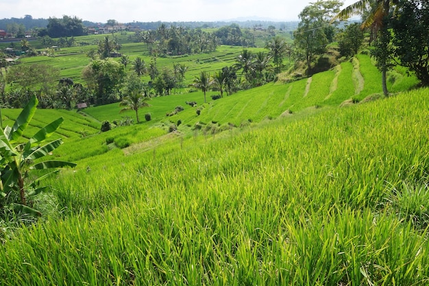 Jatiluwih Reisterrassen in Bali