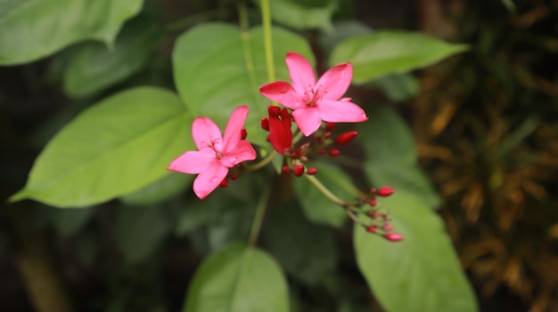 Jatropha integerrima, allgemein bekannt als Peregrina oder würzige Jatropha, ist eine blühende Pflanzenart