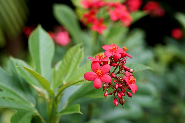 Foto jatropha integrrima jacq flor roja en el jardín