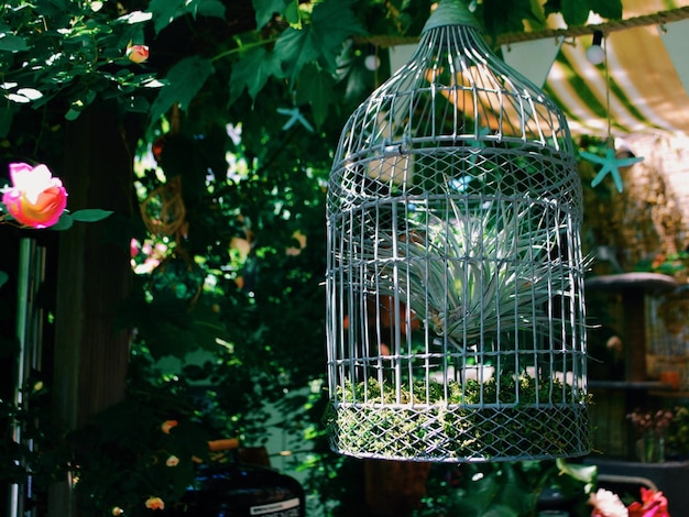 Una jaula colgada en el jardín.
