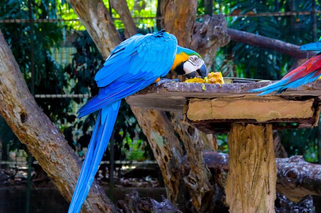 Una jaula de guacamayos en el zoológico.