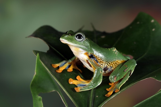 Java-Laubfrosch-Nahaufnahme auf grünen Blättern