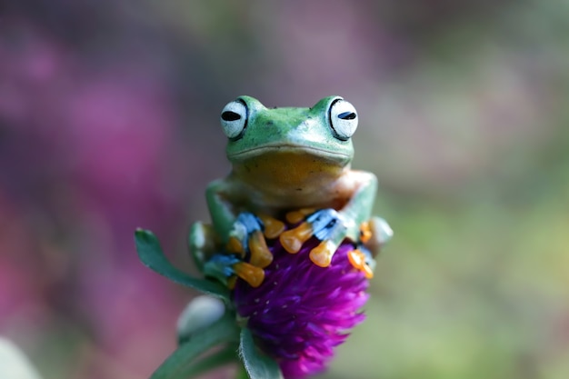 Java-Laubfrosch-Seitenansicht auf grünen Blättern