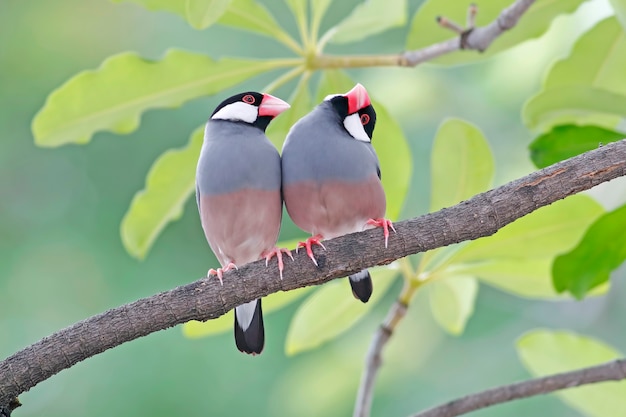 Java pardal Java finch Belas aves da Tailândia