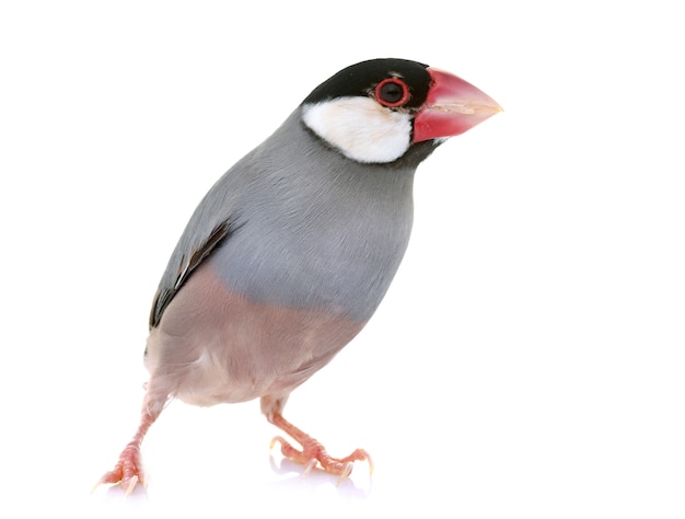 Java-Spatz