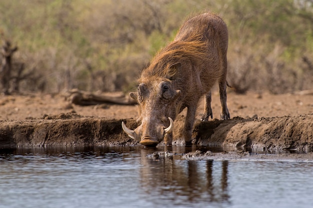 Javali africano água potável de um lago