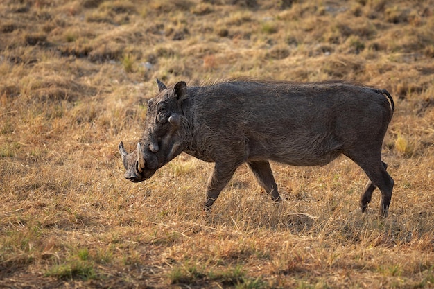 Javali africano no Parque Nacional de Etosha na Namíbia