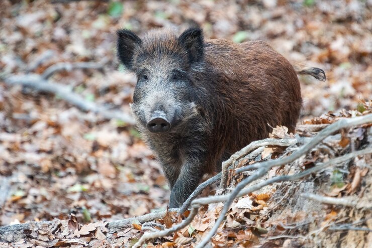 Foto javali de perto na floresta de outono