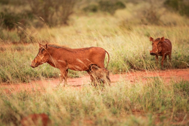 Javali do deserto (Phacochoerus aethiopicus) vermelho de lama e filhotes alimentando-se dela, em pé no sol da tarde. Parque Nacional Amboseli, Quênia
