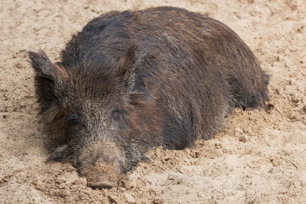 Javali fêmea grande dorme confortavelmente na lama