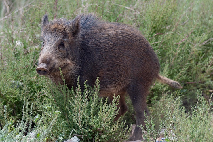 Foto javali, porco selvagem comum, porco selvagem da eurásia ou porco selvagem (sus scrofa) almeria, espanha