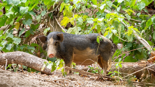 Foto javali, sus scrofa, ásia, tailandia