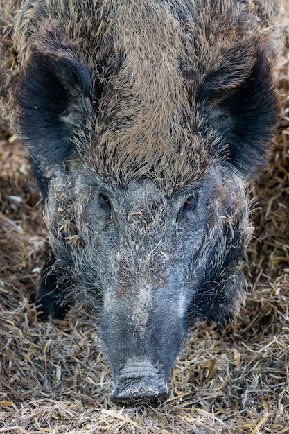 Javali sus scrofa descansando em um canudo