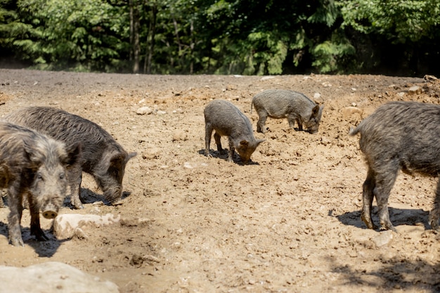 Javali - Sus scrofa - no pântano em seu habitat natural. Foto da natureza selvagem.