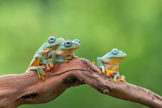 Javan fliegender Laubfrosch auf Ast