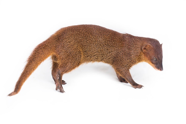 Javan Mongoose ou mangusto asiático pequeno (Herpestes javanicus) isolado no fundo branco