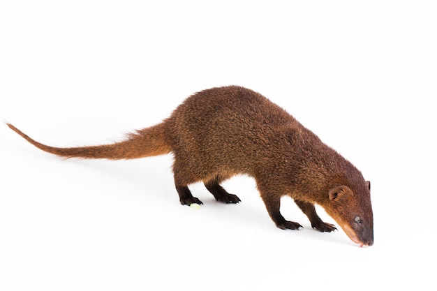 Javan Mongoose ou mangusto asiático pequeno (Herpestes javanicus) isolado no fundo branco