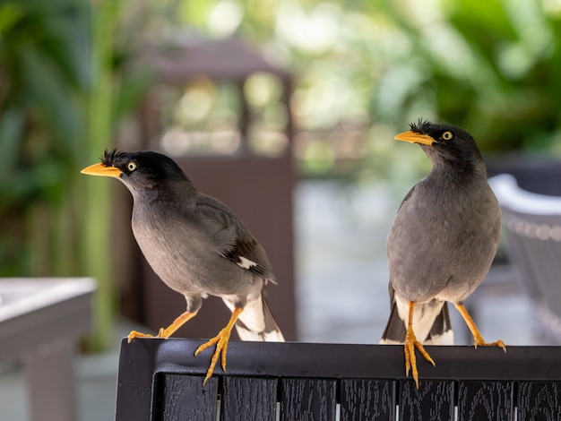 Javan Mynah, Acridotheres javanicus, zwei Vögel sitzen auf einem Stuhl in einem Restaurant im Freien in Singapur.