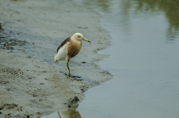 Javan Pond Heron (Ardeola speciosa)