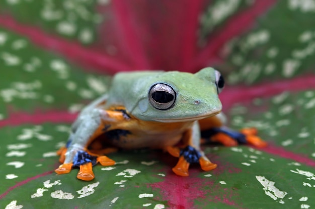 Javaner Laubfrosch sitzt auf Blatt