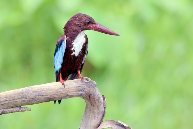 Javanischer Eisvogel auf einem Ast