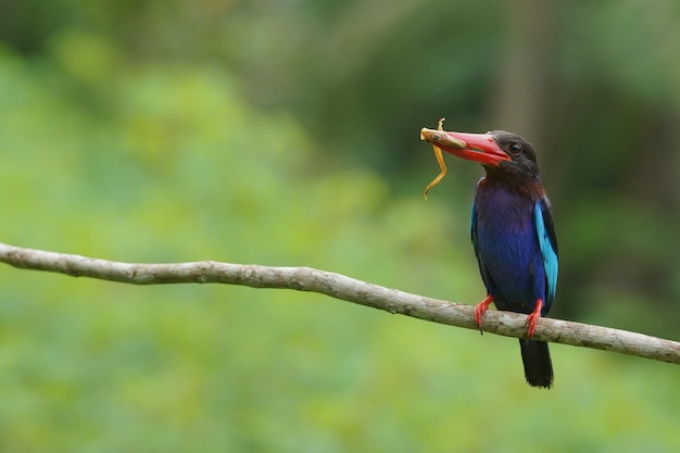 javanischer Eisvogel, der einen Frosch isst und auf einem Ast hockt