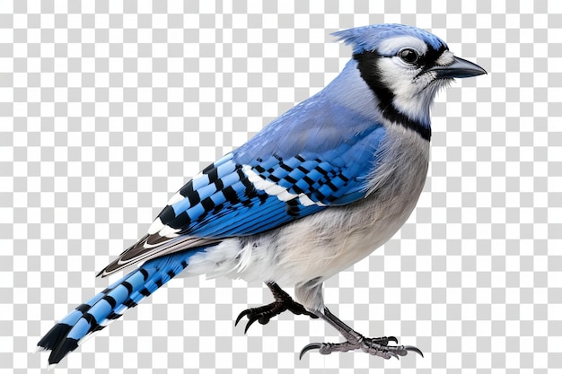 Jay azul aislado en fondo transparente hd png