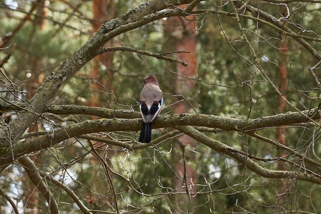 Jay Bird sitzt auf einem Ast und posiert