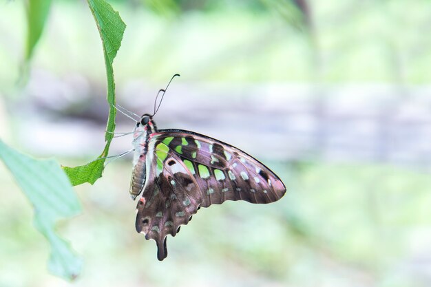 Jay de cola de mariposa verde, Graphium agamemnon, familia Papilionidae