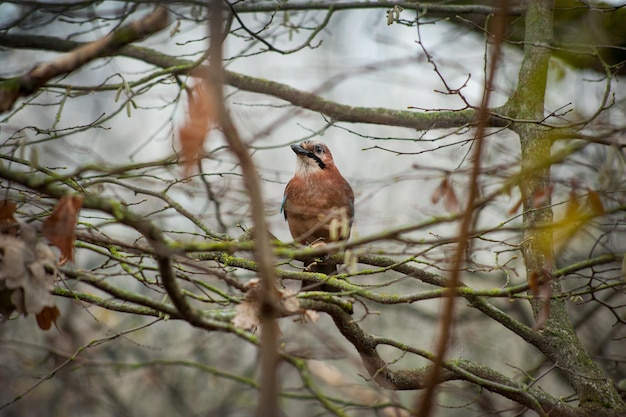 Jay eurasiático Garrulus glandarius en el bosque de otoño