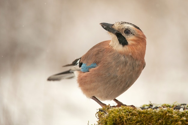 Jay eurasiático (Garrulus glandarius) en el comedero para pájaros de invierno