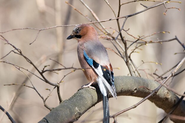 Jay Eurasiático (Garrulus glandarius)