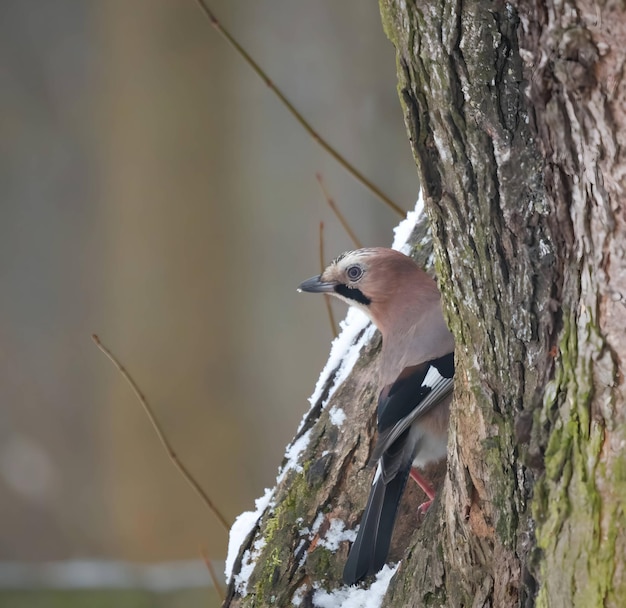 Jay eurasiático no tronco da árvore cenário de inverno coberto de neve