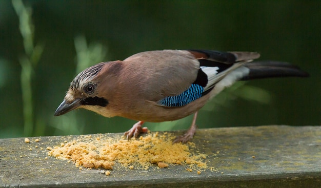 Foto jay euro-asiático, garrulus glandarius, comendo comida