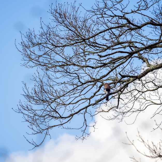 Jay euro-asiático (Garrulus glandarius) empoleirado em uma árvore