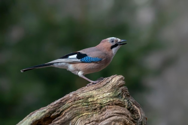 Jay euroasiático (Garrulus glandarius) en una rama en el bosque