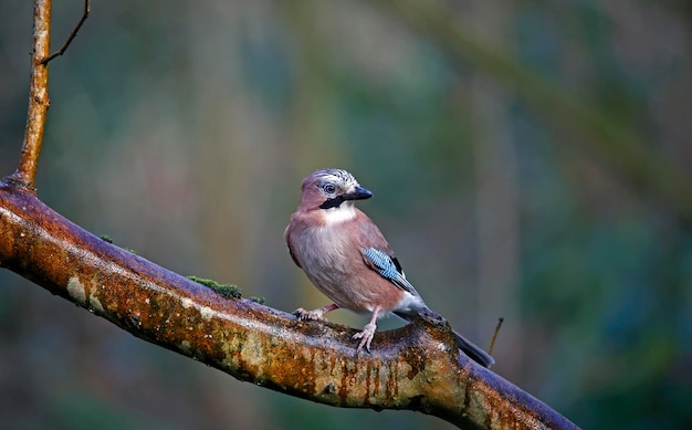 Jay euroasiático recogiendo nueces en el bosque